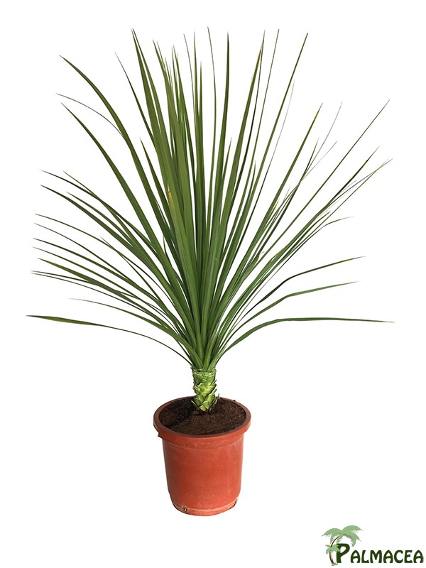 LP 7623 Cordyline indivisa 15L