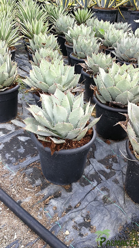 FV 5757 Agave purpusorum 10L