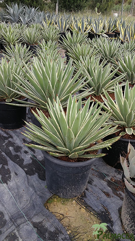 FV 5949 Agave angustifolia 10L