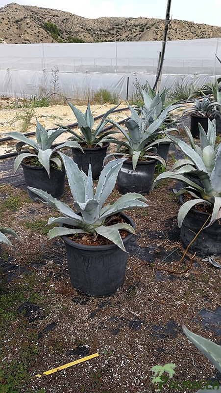 FV 5951 Agave franzozinii 10L