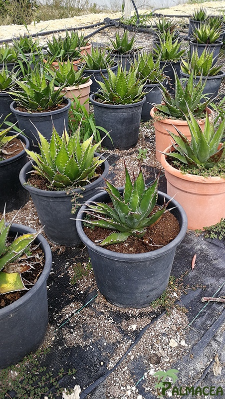 FV 6287 Agave montana 10L