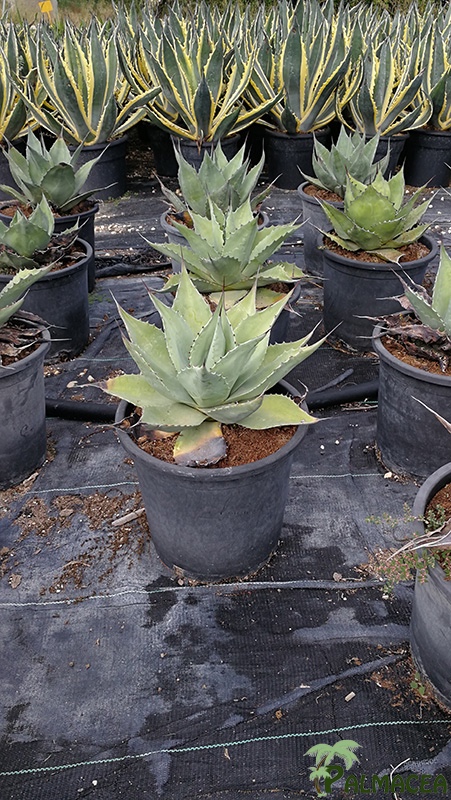 FV 6288 Agave ovatifolia 10L