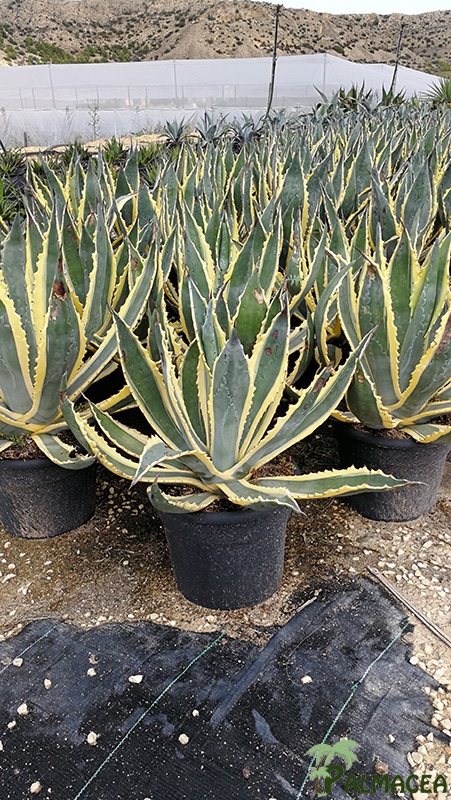 FV 6551 Agave americana variegata 10L