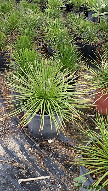 FV 6643 Agave geminiflora 10L