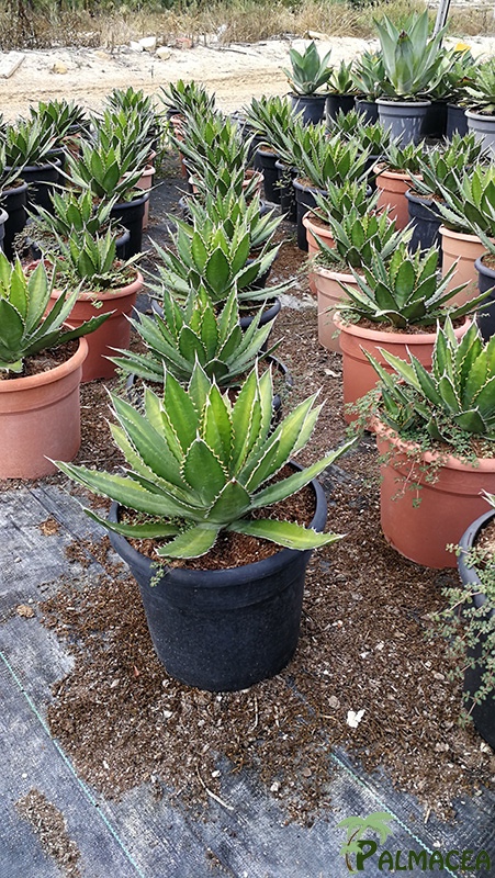 FV 7115 Agave lophanta 10L