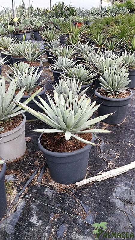 FV 7116 Agave macroacantha Blue-Ribbon 10L
