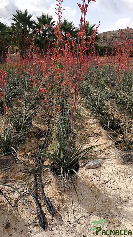 FV 7776 Hesperaloe parviflora 5L