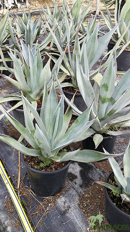 FV 7874 Agave winteriana 10L