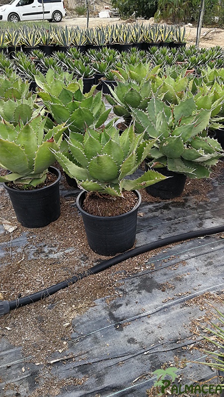 FV 7875 Agave cupreata 15L