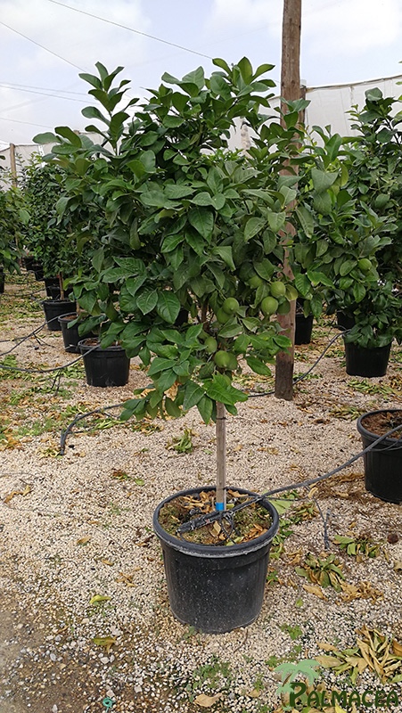 FV 7881 Citrus limon 55L 1/2 tige 8/10P
