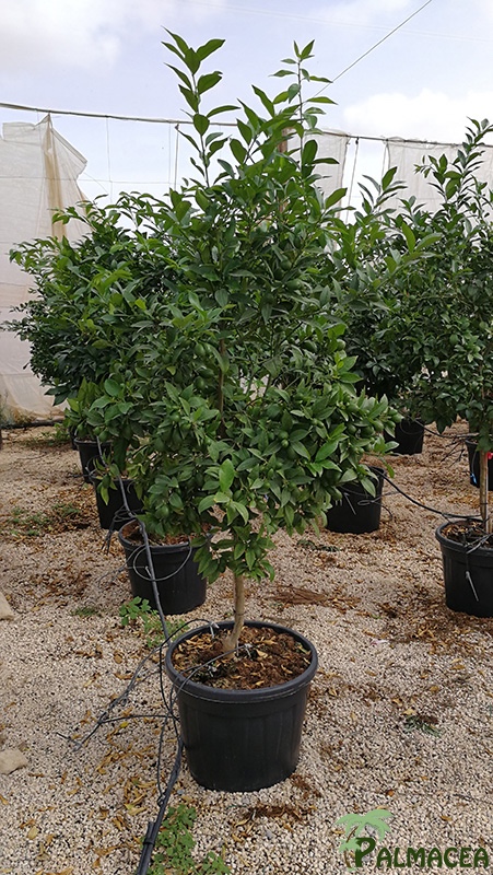 FV 7883 Citrus limequat 55L 1/2 tige 8/10P