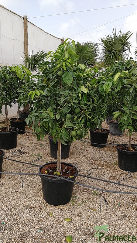 FV 7884 Citrus sinensis 55L 1/2 tige 8/10P