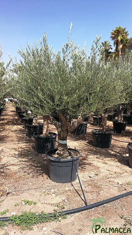 PV 7871 Olea europaea 90/130L écorce semi-vieille Toscane tronc bas 40/60P