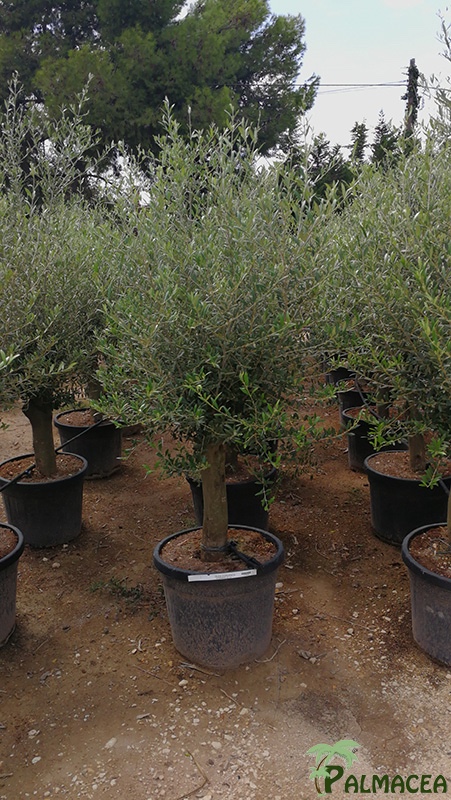 VV 3431 3430 2609 7647 Olea europaea 55L provincial écorce lisse 20/35P