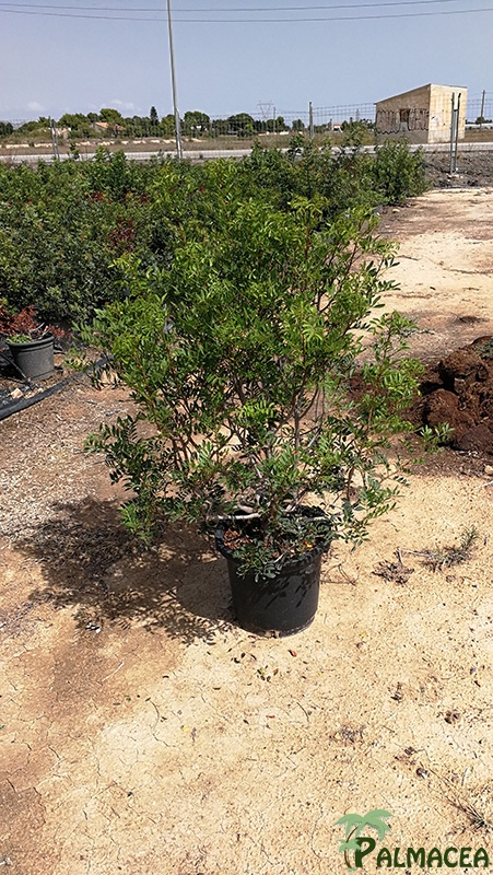 VV 6438 Pistacia lentiscus 15L touffe