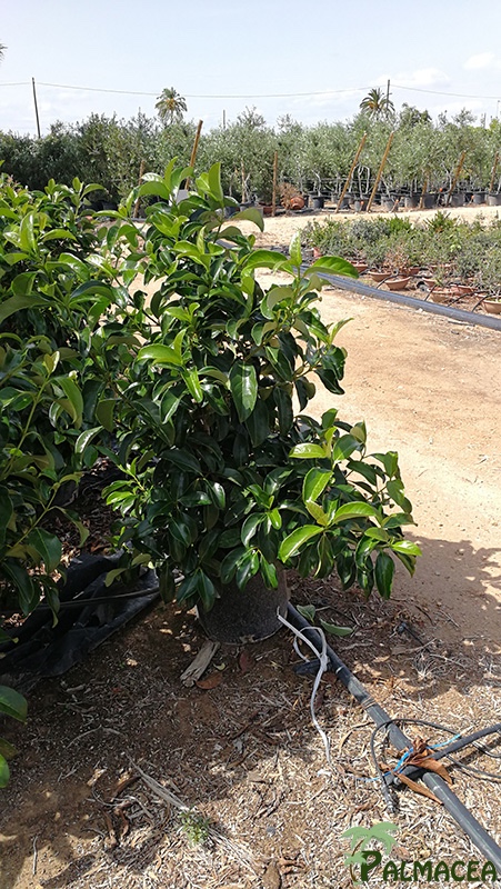 VV 7537 Viburnum lucidum 15L touffe