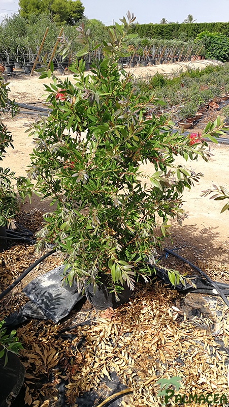 VV 7614 Callistemon citrinus Splendens 15L touffe