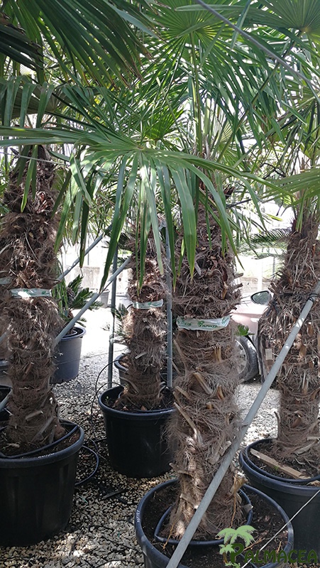 VV 7793 Trachycarpus fortunei 55/70L 120/140T