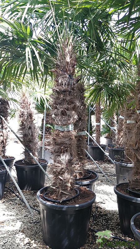 VV 7794 Trachycarpus fortunei 90/110L 140/160T