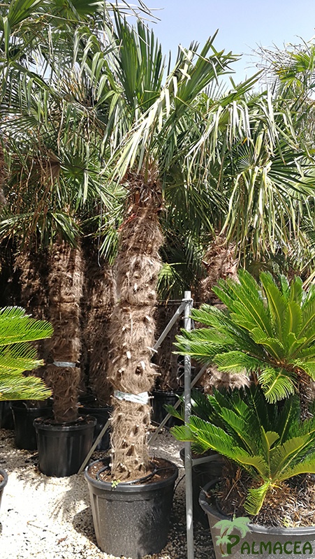 VV 7796 Trachycarpus fortunei 90/110L 180/200T