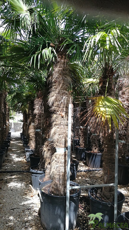VV 7797 Trachycarpus fortunei 110/130L 200/220T