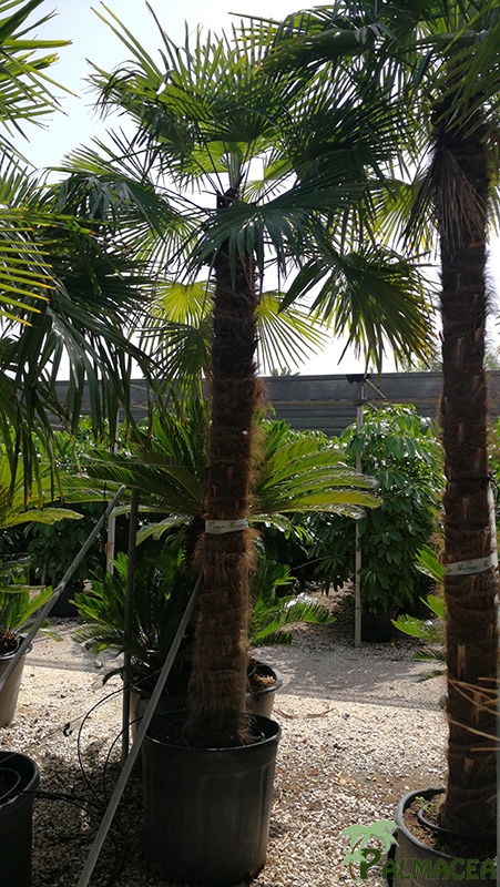 VV 7798 Trachycarpus fortunei 110/130L 220/240T