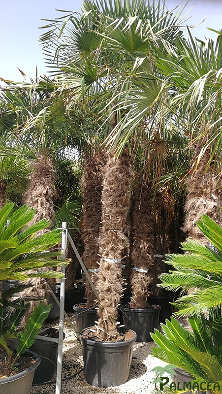 VV 7804 Trachycarpus fortunei 160/230L 290/300T