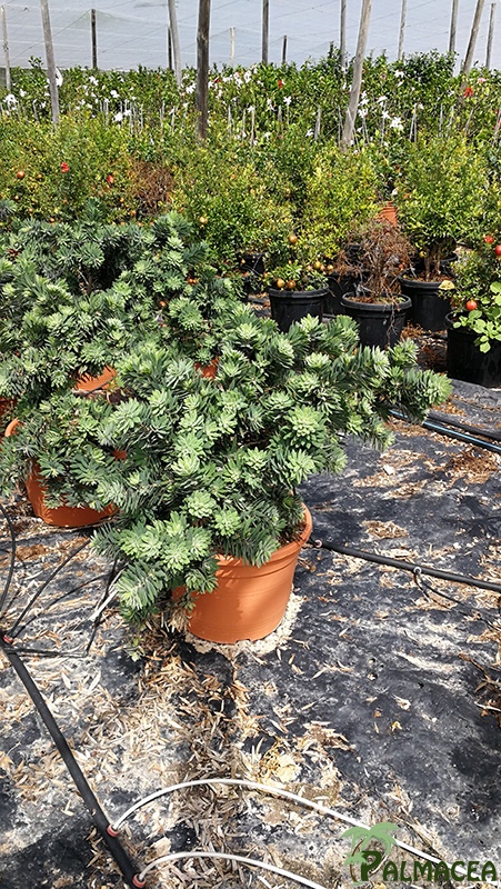 VV 7845 Callistemon vinimalis Little John 10L touffe