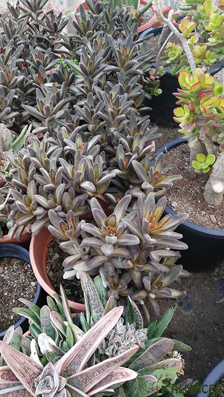 CE 7992 Kalanchoe tomentosa 10L