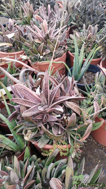 CE 7993 Gasteria 10L