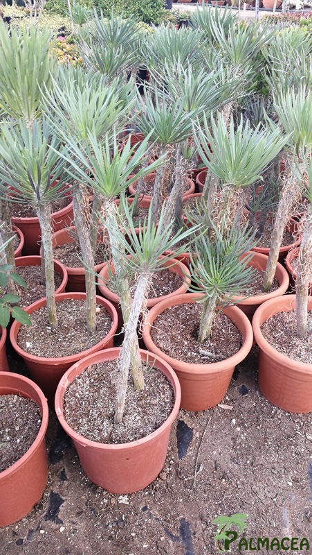 CE 7994 Senecio kleinia neriifolia 5L