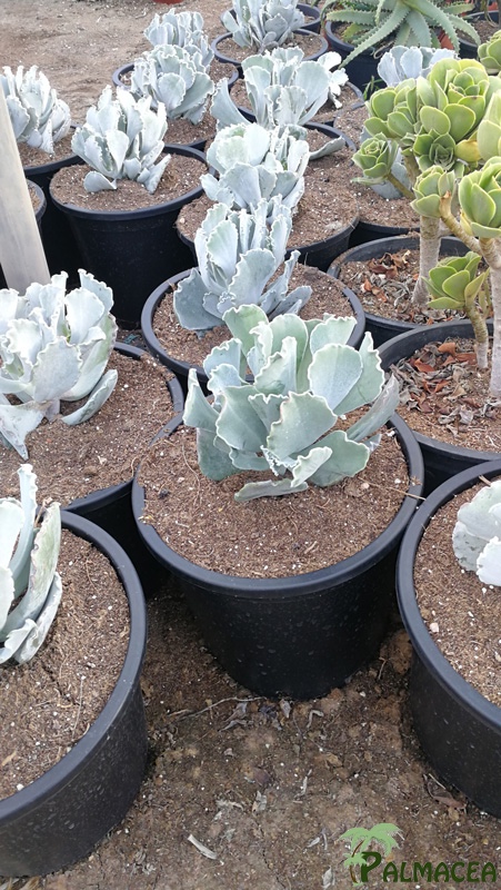 CE 7995 Kalanchoe ondulata 10L