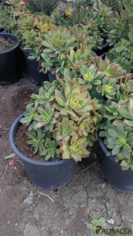 CE 7996 Aeonium kiwi 10L