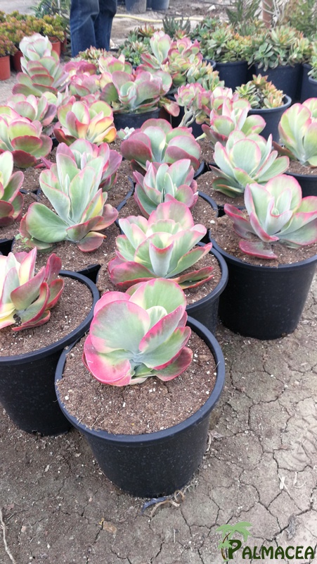 CE 7997 Kalanchoe thyrsiflora 10L