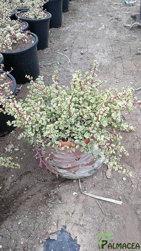 CE 7998 Crassula afra variegata 10L