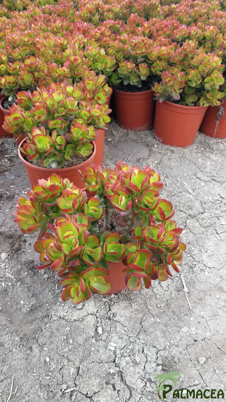 CE 7999 Crassula ovata 3L