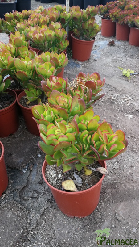CE 8000 Crassula portulacea 3L