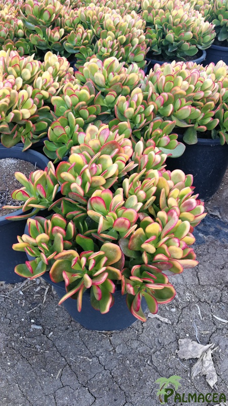 CE 8001 Crassula portulacea red judi 10L