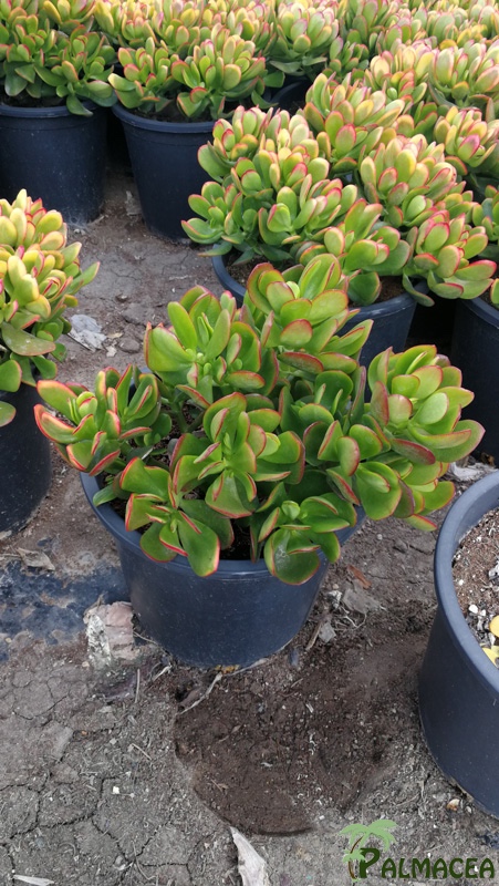 CE 8002 Crassula portulacea 10L