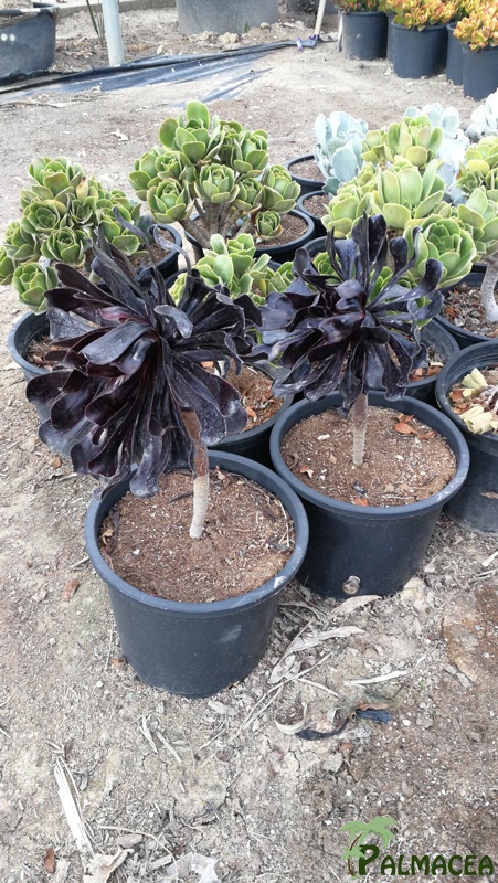 CE 8003 Aeonium arboreum schwarzkopf 10L