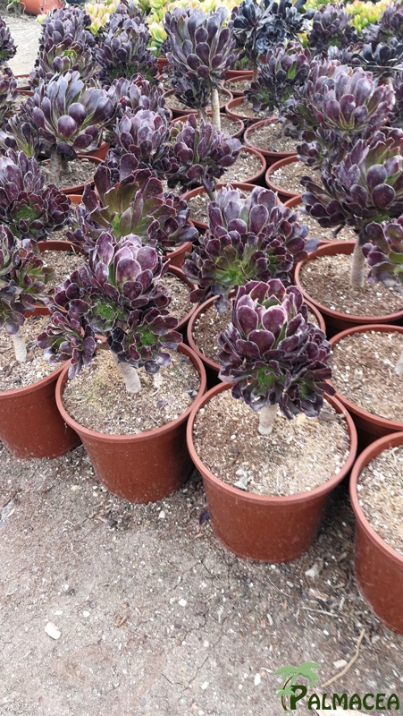 CE 8004 Aeonium arboreum atropurpureum 3L