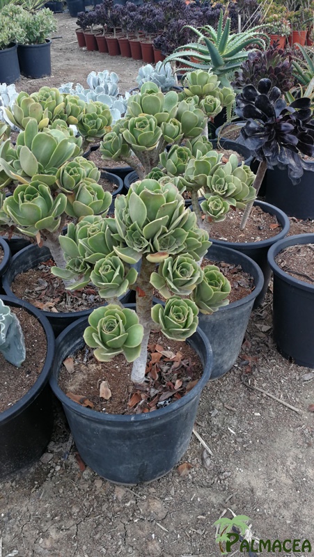 CE 8005 Aeonium arboreum 10L