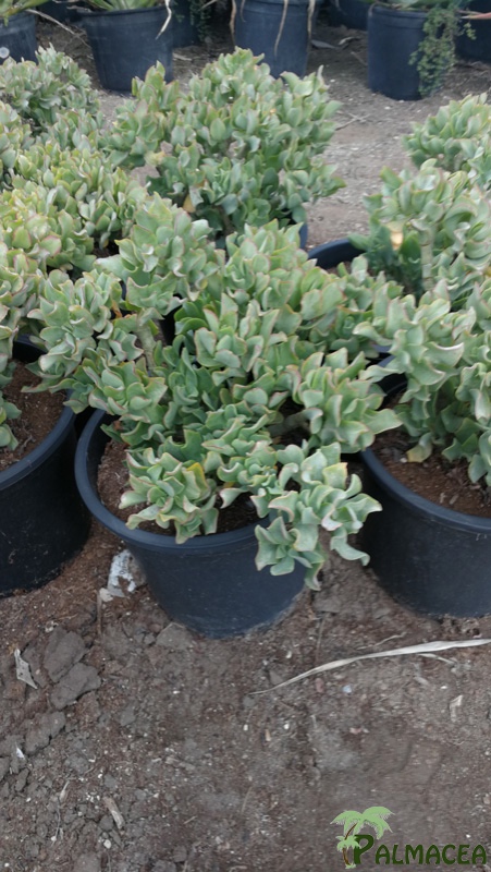 CE 8006 Crassula portulacea argentea 10L