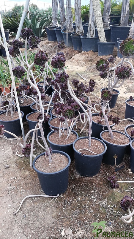 CE 8007 Aeonium arboreum atropurpureum 10L ht 50