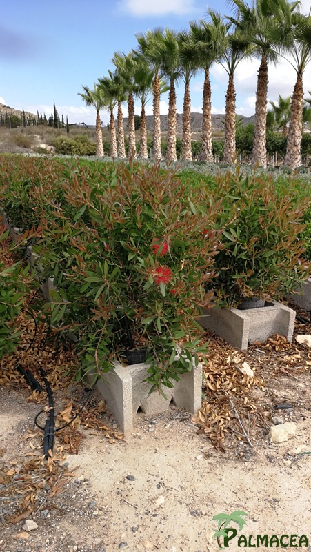 FV 7216 Callistemon laevis 10L touffe