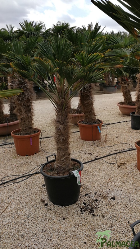 JP 7572 Trachycarpus wagnerianus stipe 60