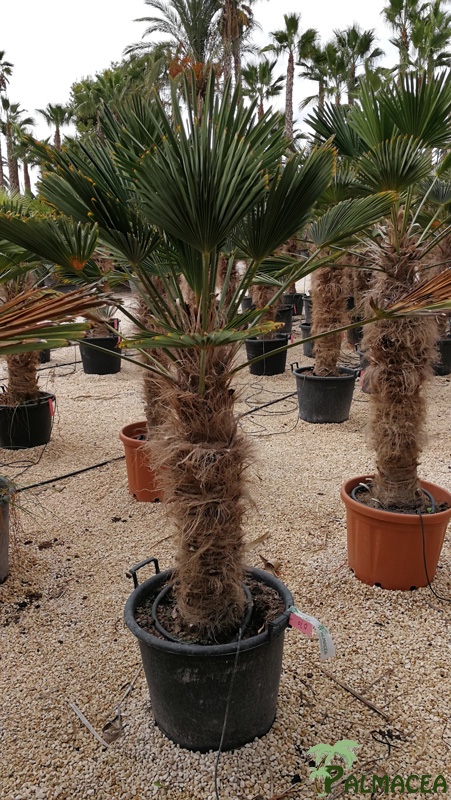 JP 7573 Trachycarpus wagnerianus stipe 70