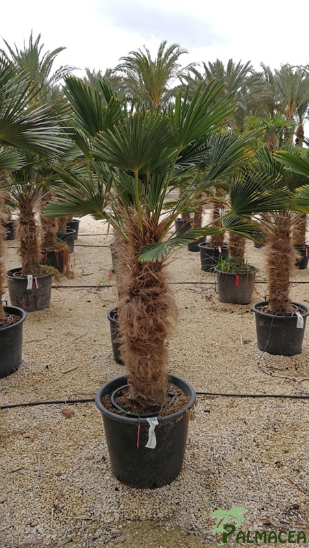 JP 7574 Trachycarpus wagnerianus stipe 80