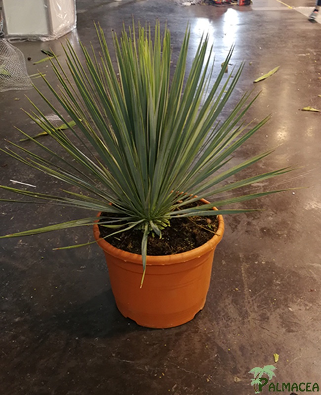 LC 3342 Yucca rostrata 15L