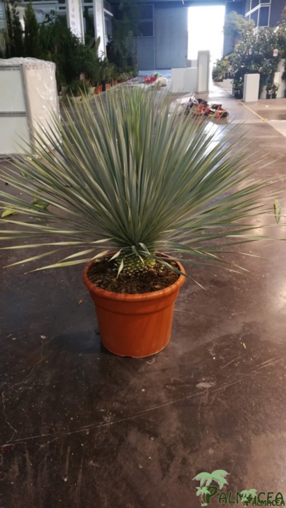 LC 7349 Yucca rostrata 25L stipe 5/10T